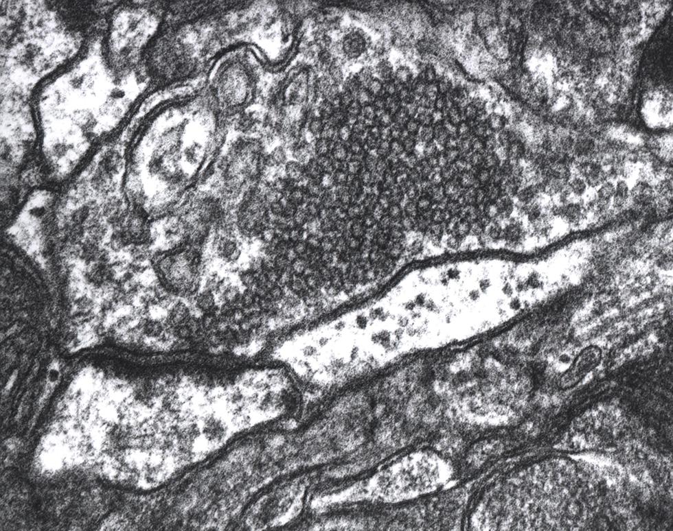 Nerve synapse